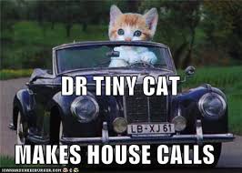 Dr Tiny Cat.jpeg