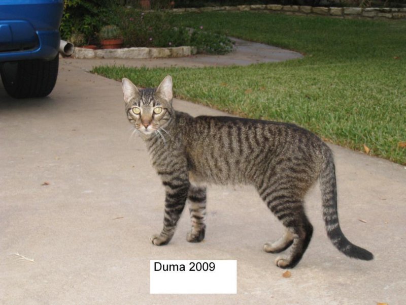 Duma August 2009b.jpg