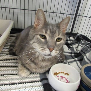 eddie van whiskers (Mobile).jpg