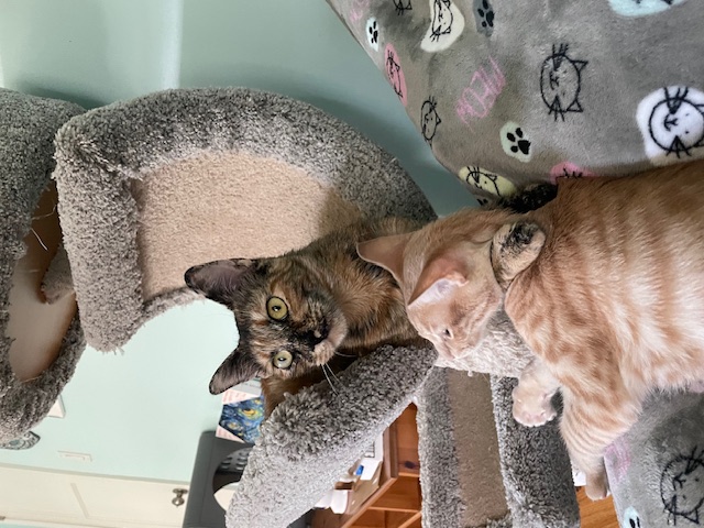 Ember&Spark.jpg
