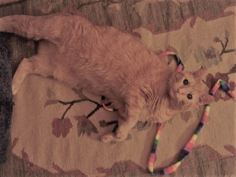 FelixCatCharmerToy (3).JPG