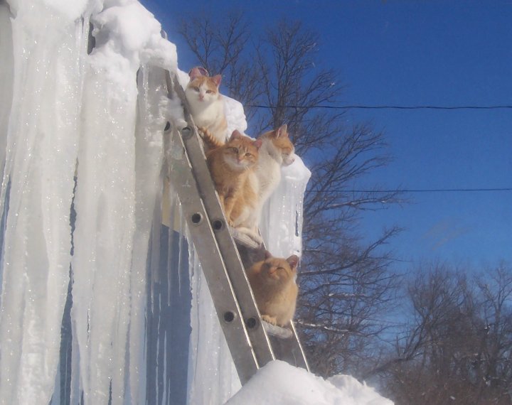 Feral kitties 2.jpg