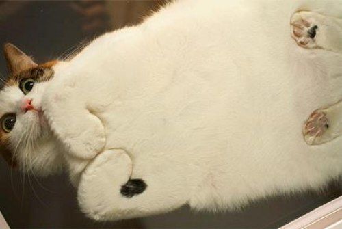 flat_cat.jpg