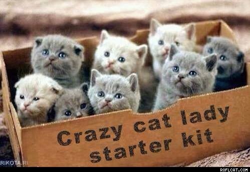 fresh-kitten-memes-image-result-for-top-20-cat-memes-pilation.jpg