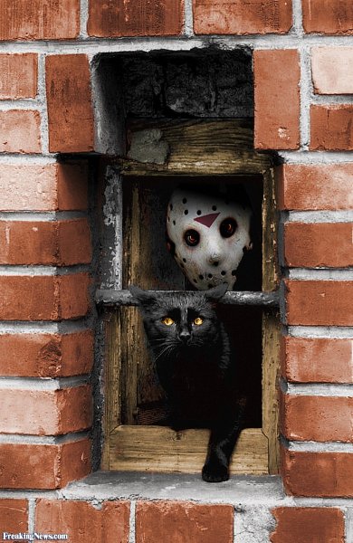 Friday-the-13th-with-a-Black-Cat--28435.jpg