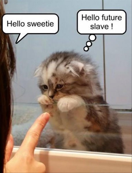 funny-animals-160.jpg