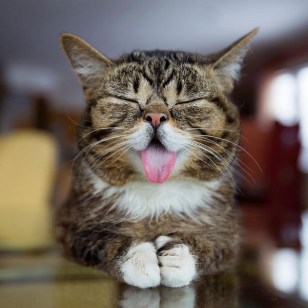 funny-animals-sticking-tongues-13.jpg