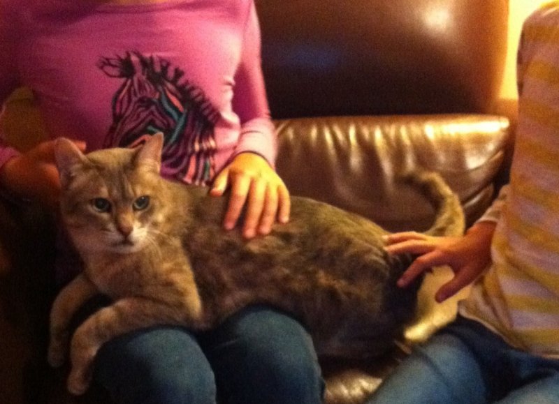 gel millie sheba.jpg