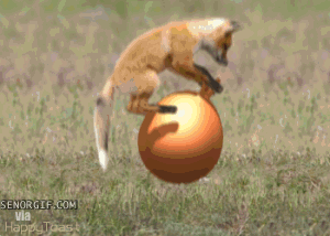 gif-bouncy-fox.gif