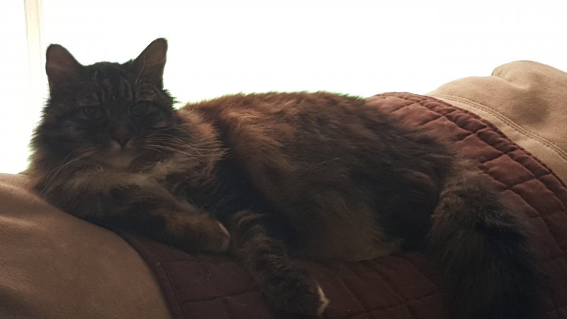 gizmo 061717.jpg