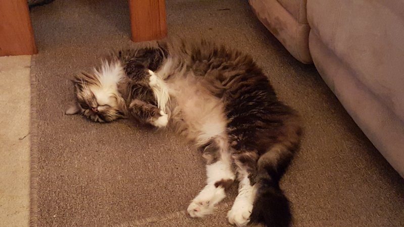 gizmo1209.jpg