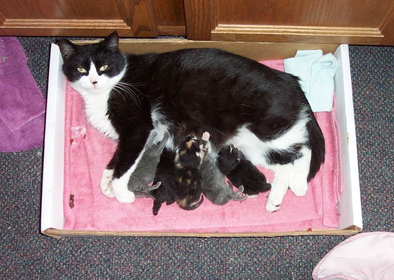 Grayson 22  mom Tedi nursing 5 kittens - g far left.JPG