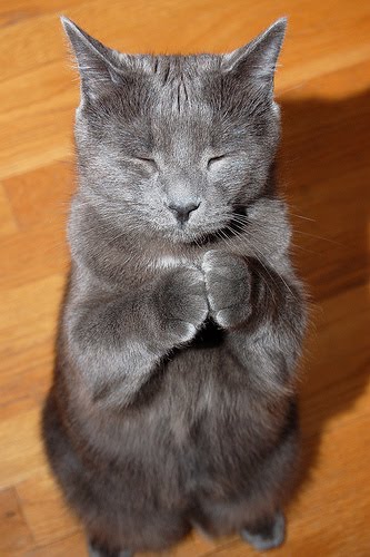 grey cat praying.jpg