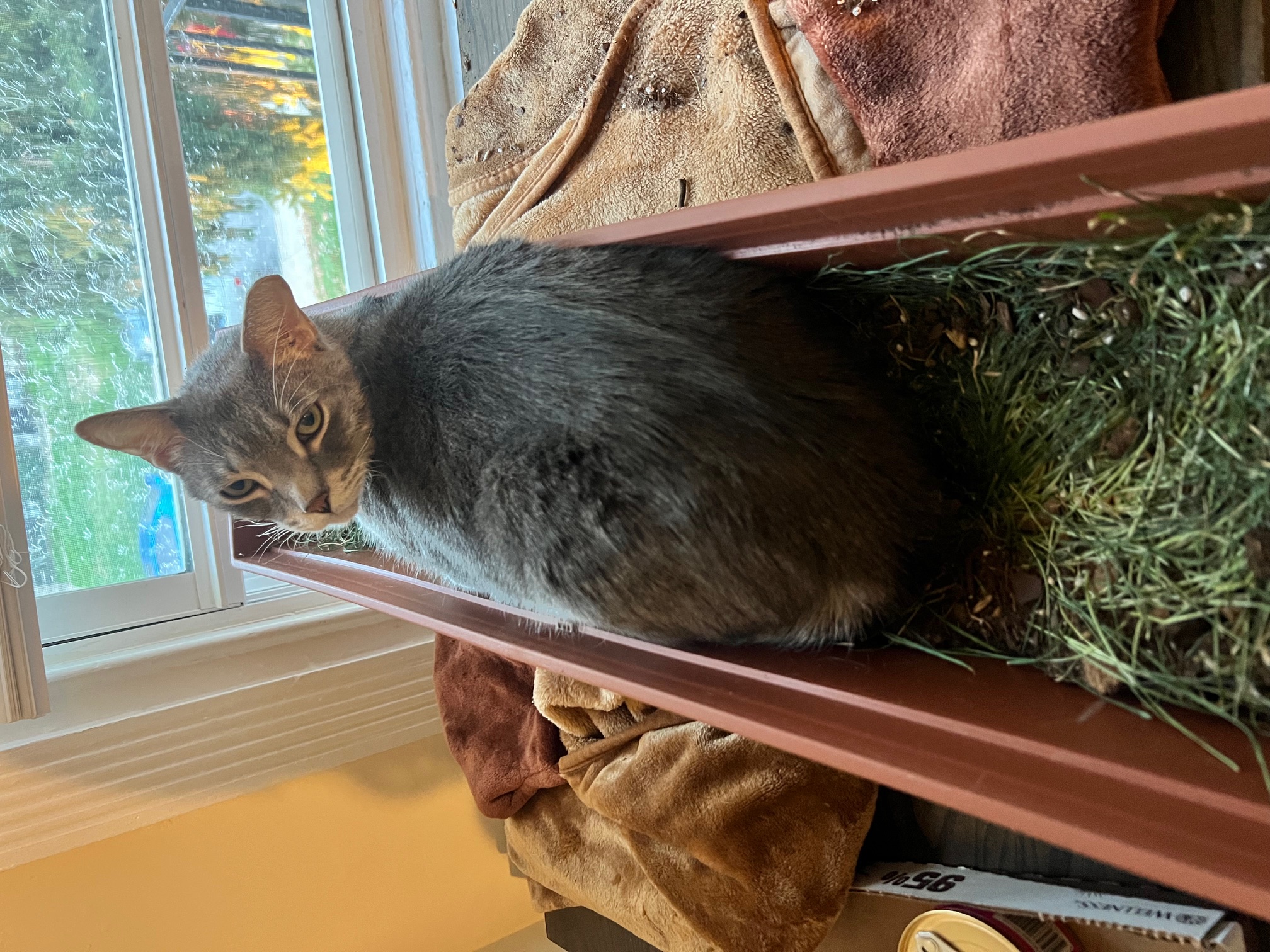 Guppy grass window 2.jpeg