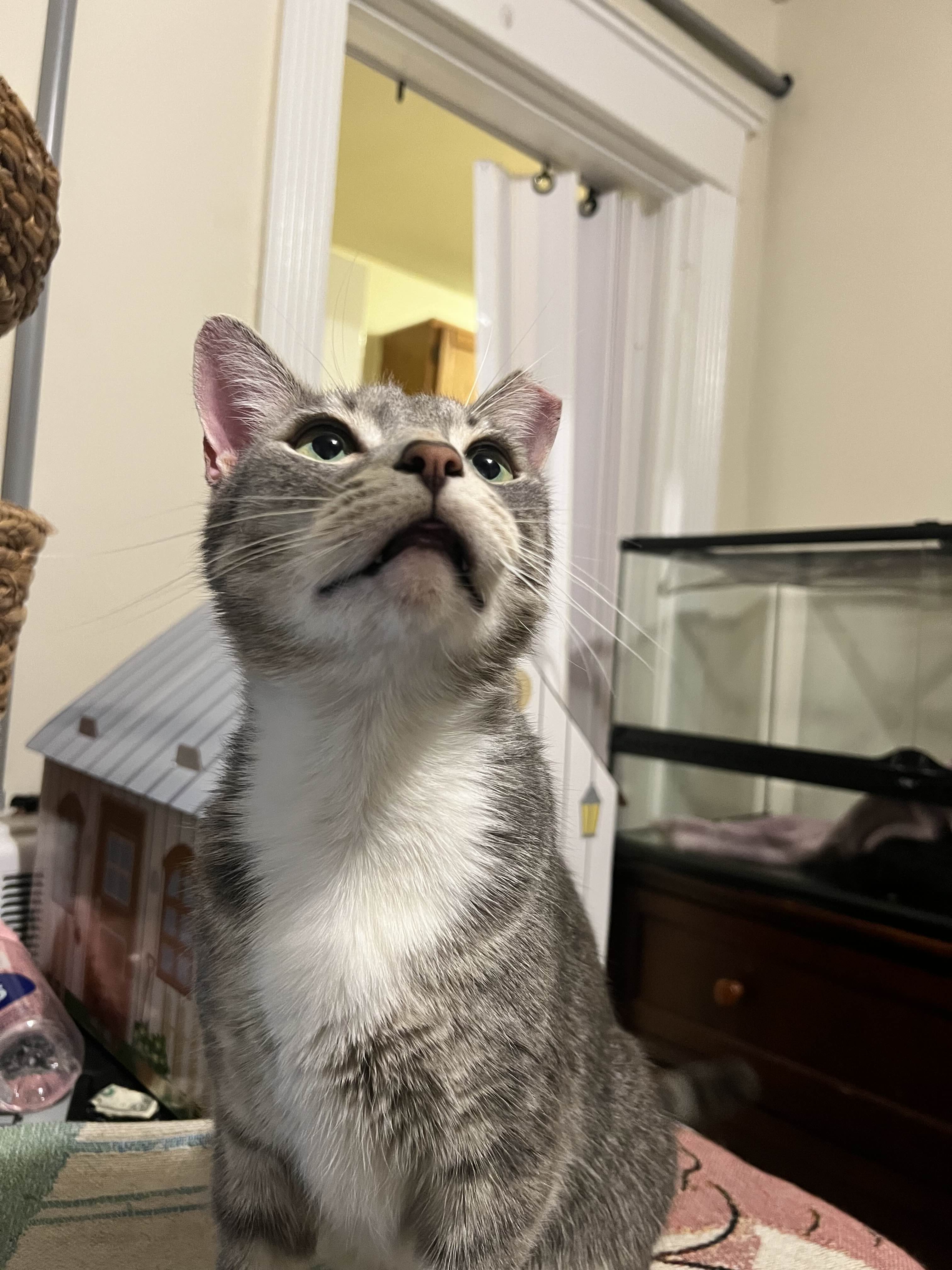 Guppy on desk.jpg