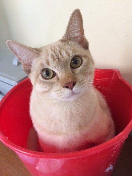 Harry in bucket.JPG