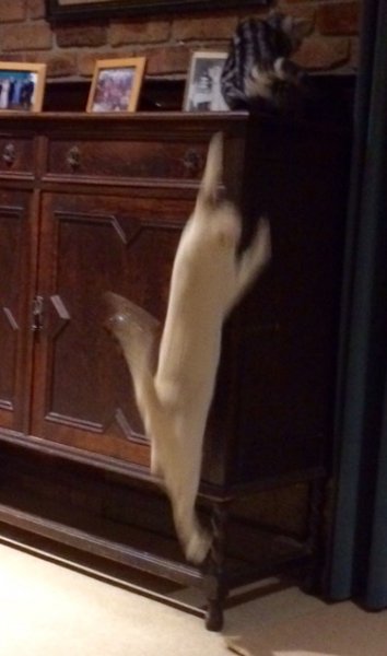 harry new2.jpg