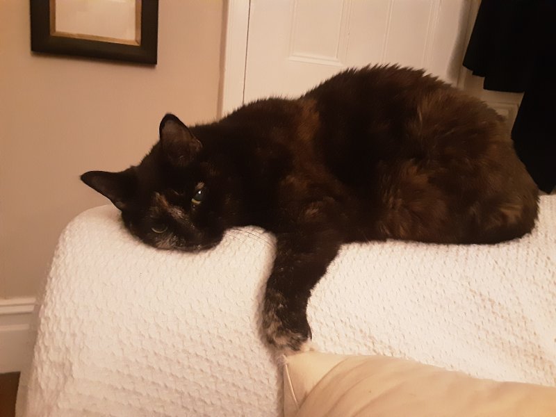 Having a Noodle Nap 2020-12-06.jpg