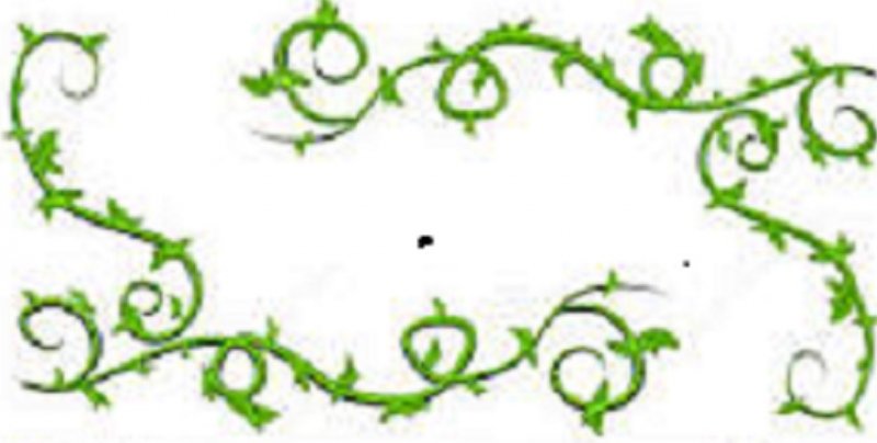 healing vines.jpg