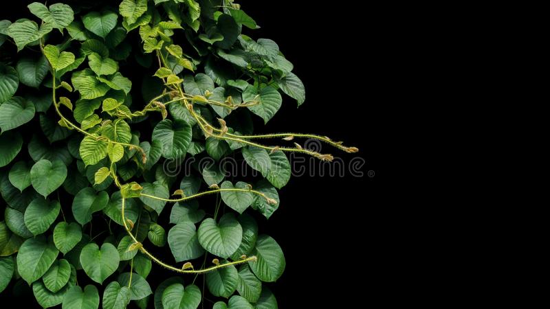 heart-shaped-green-leaf-vines-117539714.jpg