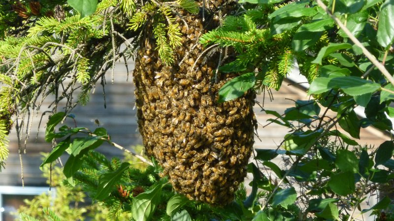 HoneyBeeSwarm090417.JPG