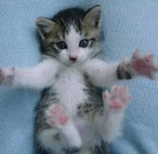 hugs from kitten.jpg