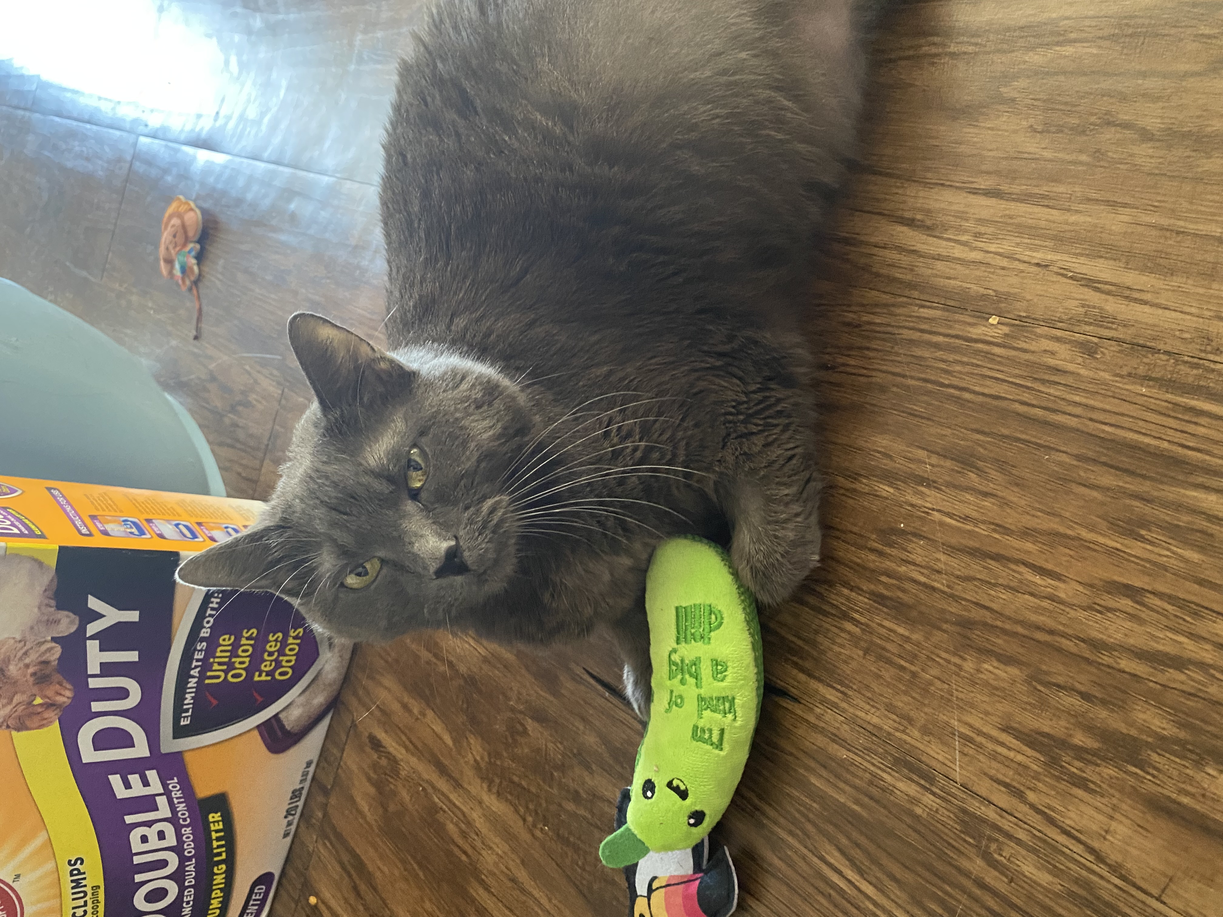 IMG_0081.jpeg