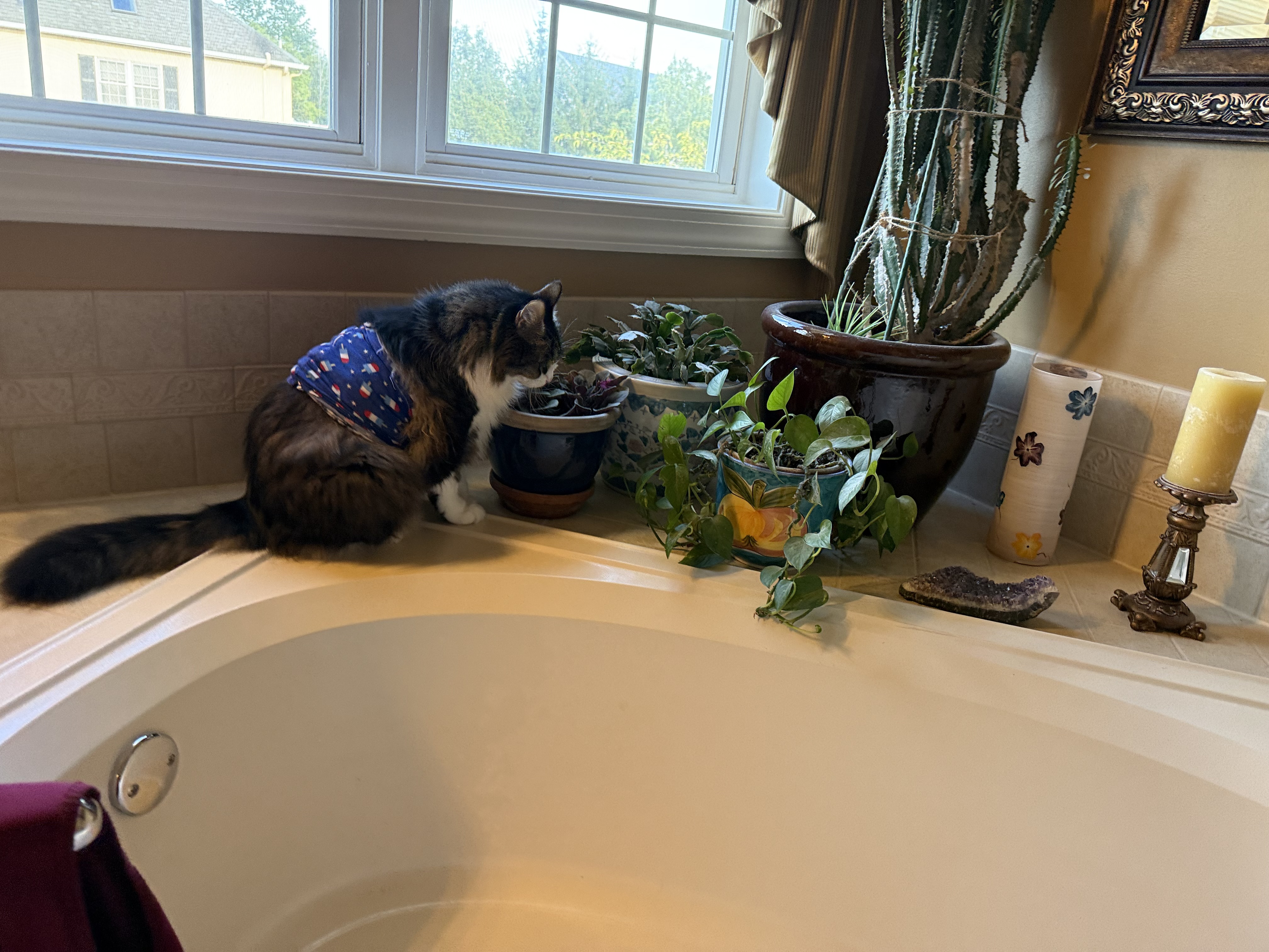 IMG_0237.jpeg