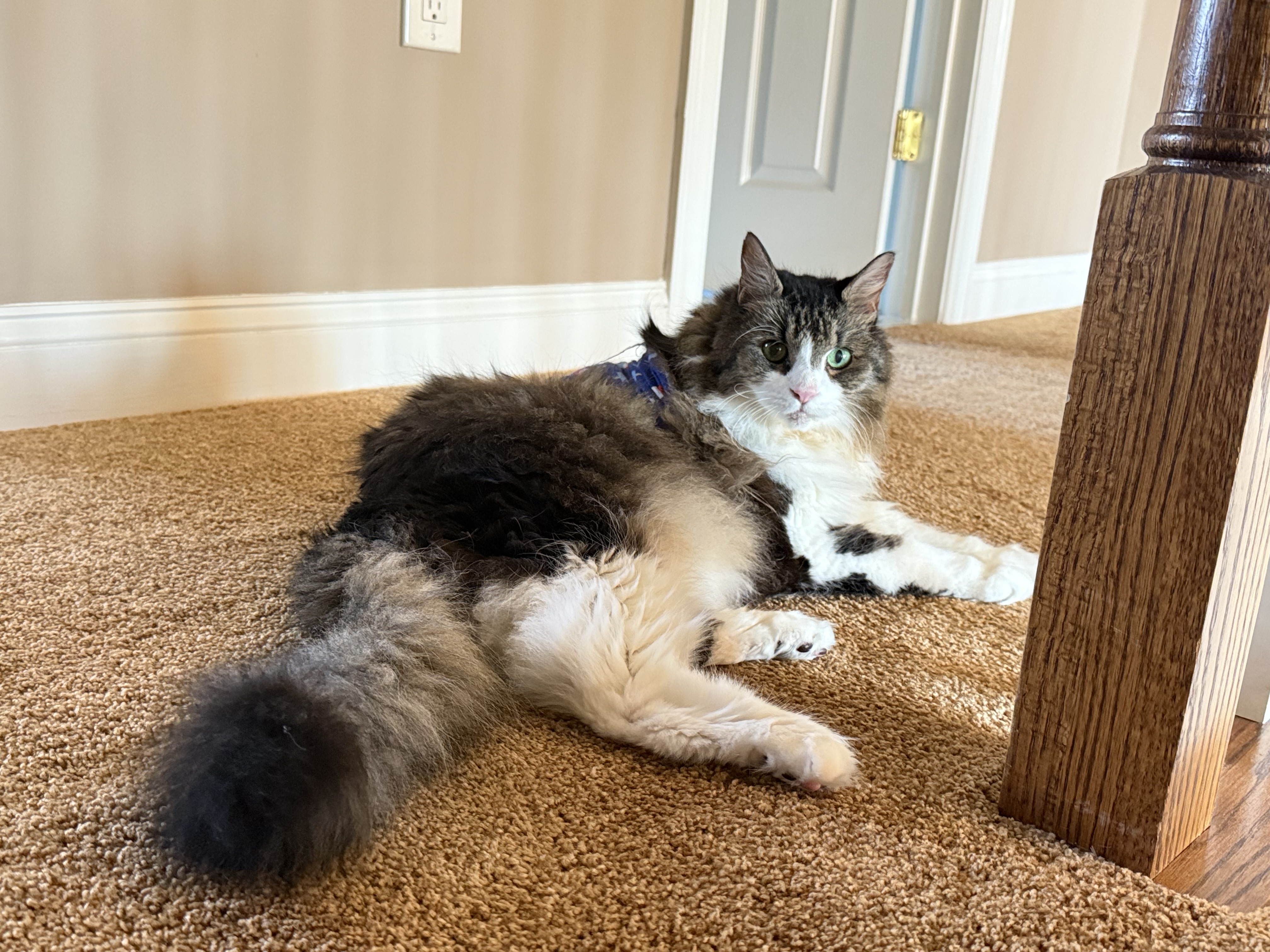 IMG_0378.jpeg