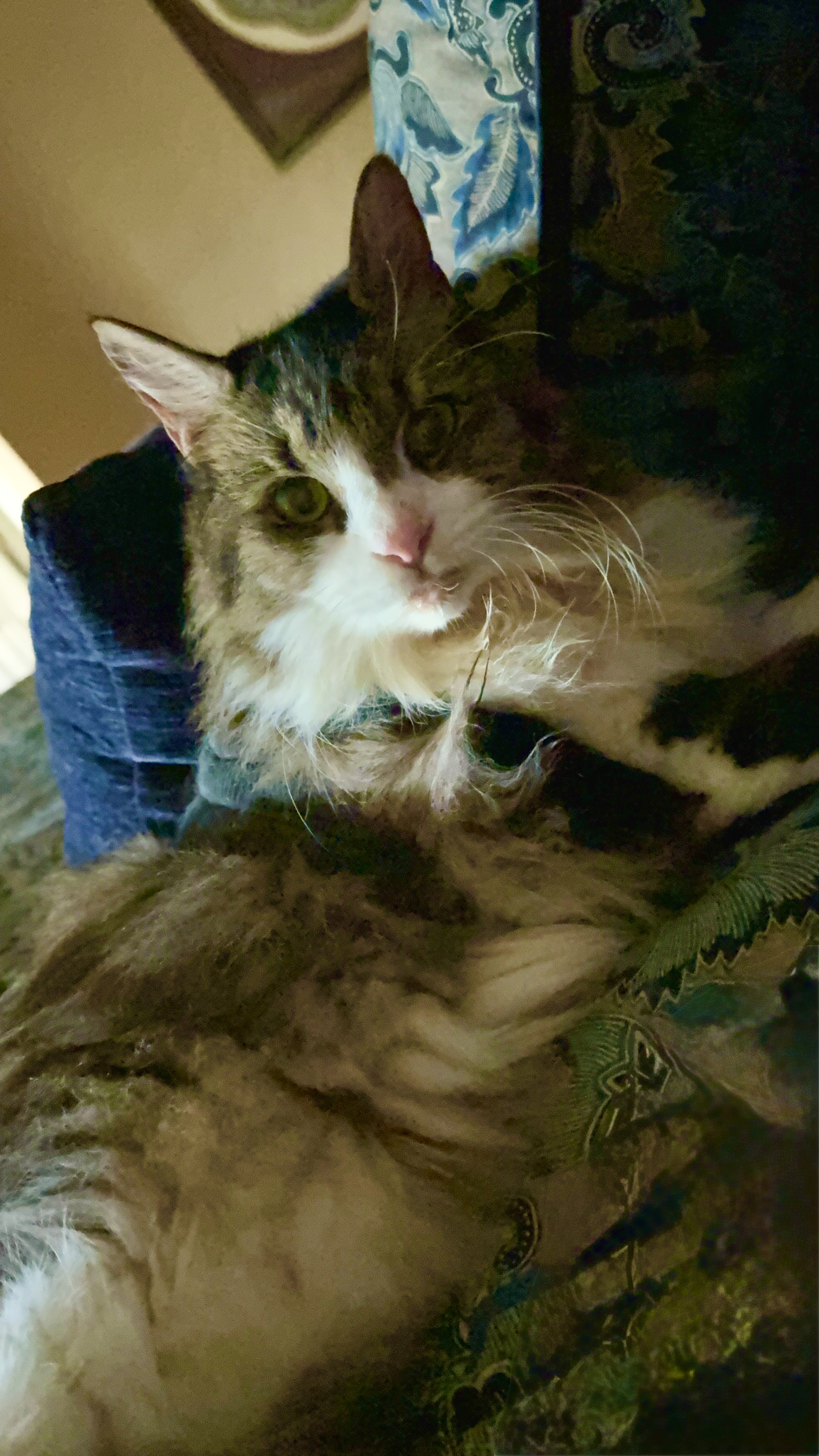 IMG_0814.jpeg IMG_0814.jpeg