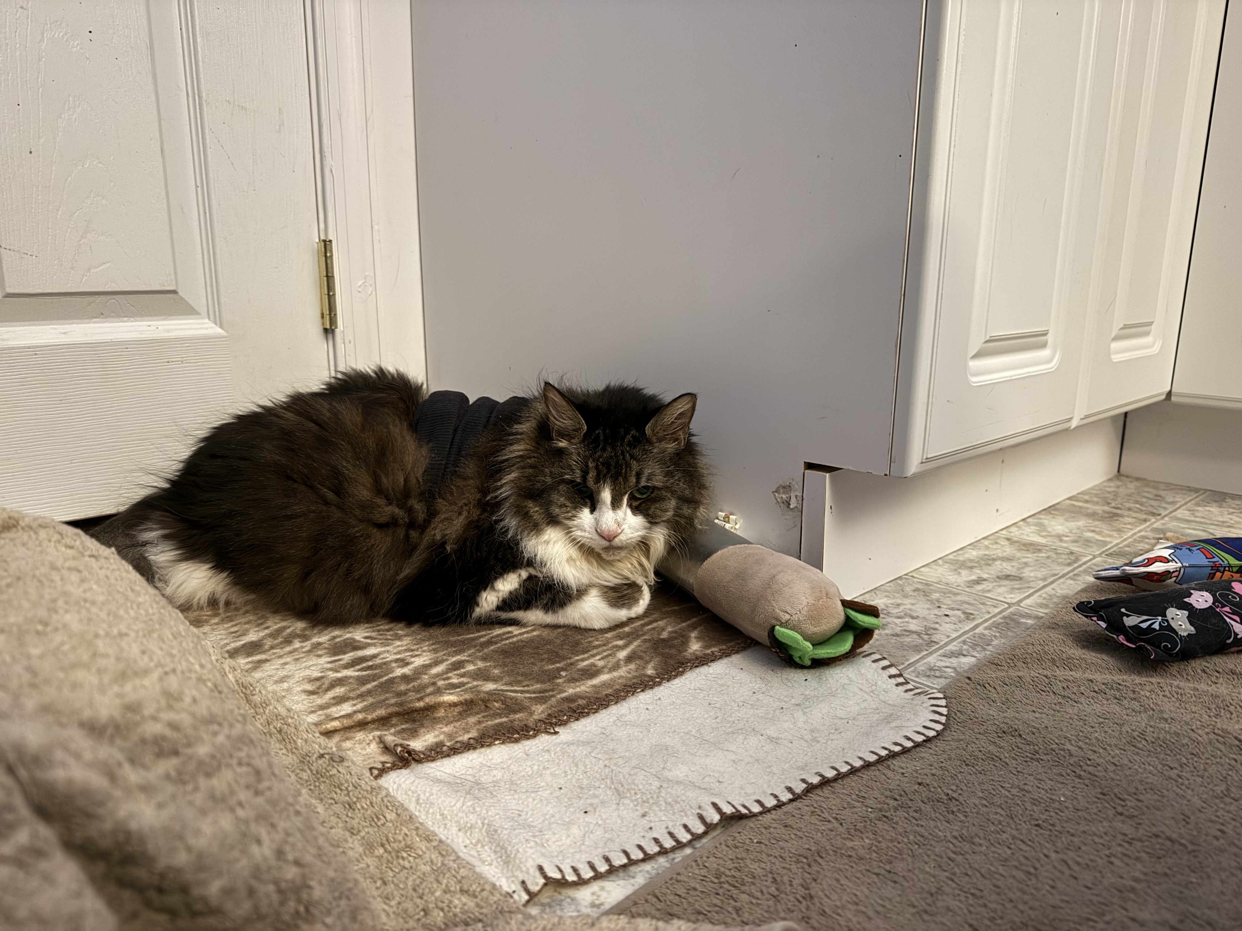 IMG_0866.jpeg IMG_0866.jpeg