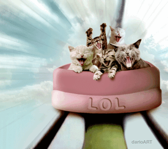IMG_2243.GIF
