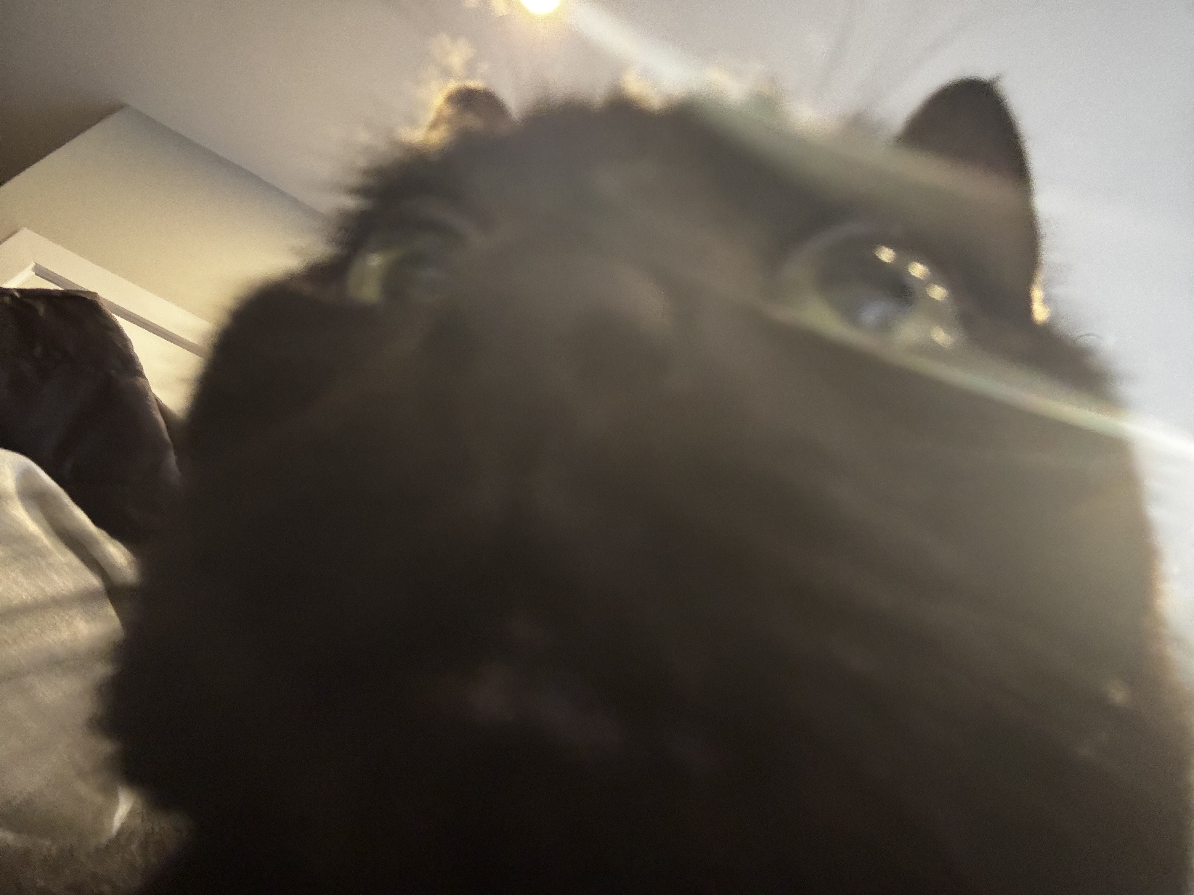 IMG_3203.jpeg