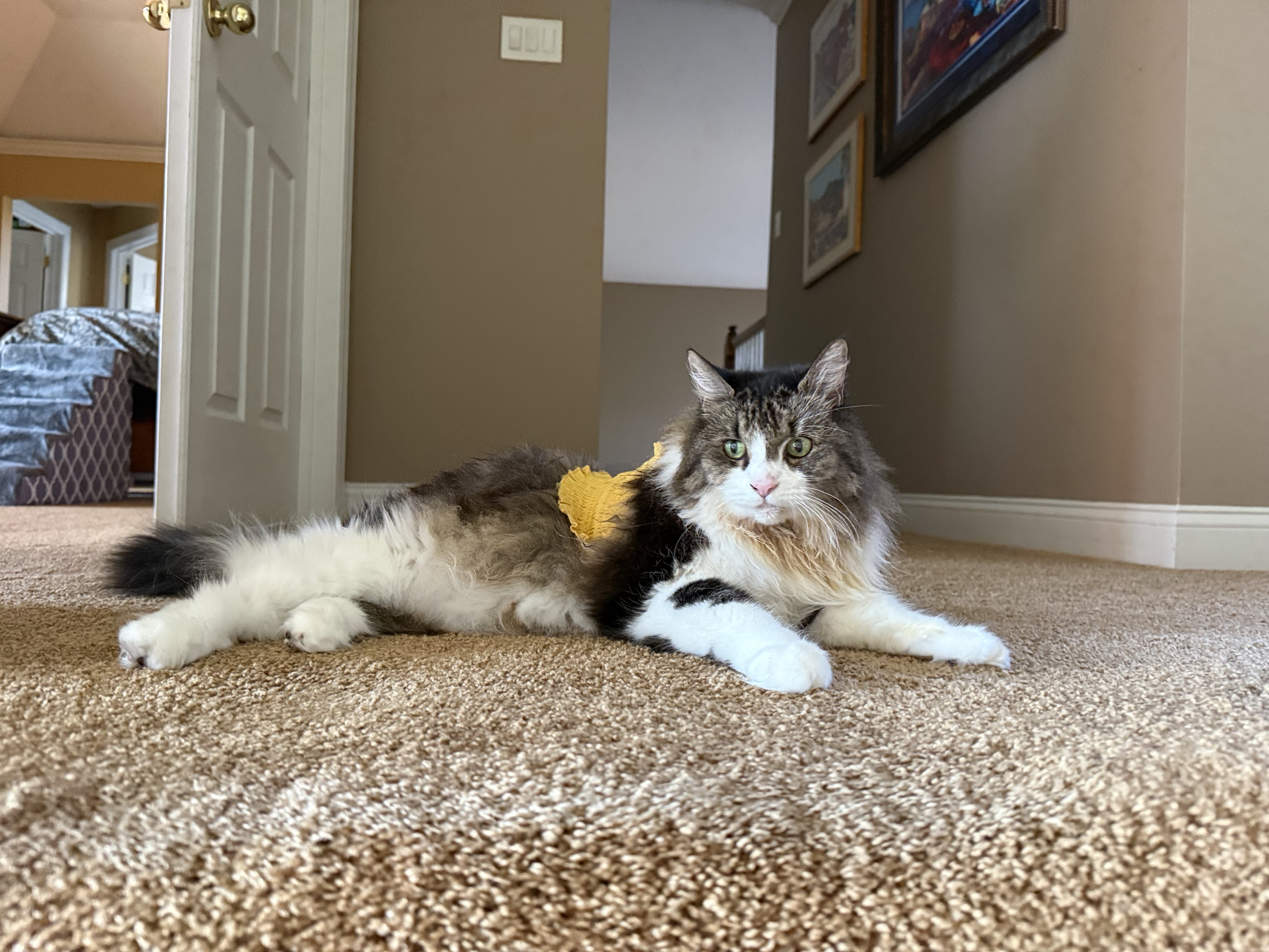 IMG_4931.jpeg