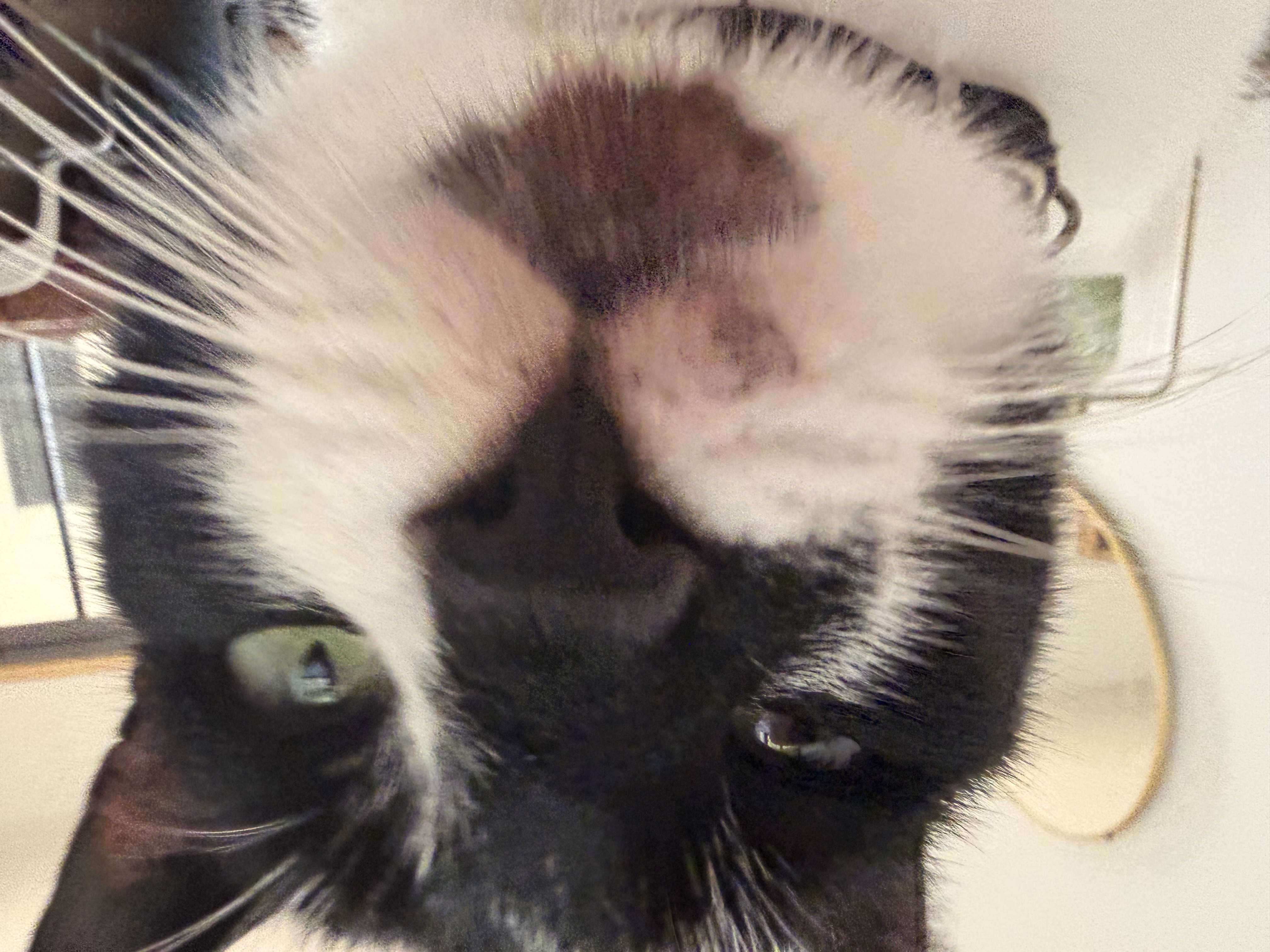 IMG_5970.jpeg