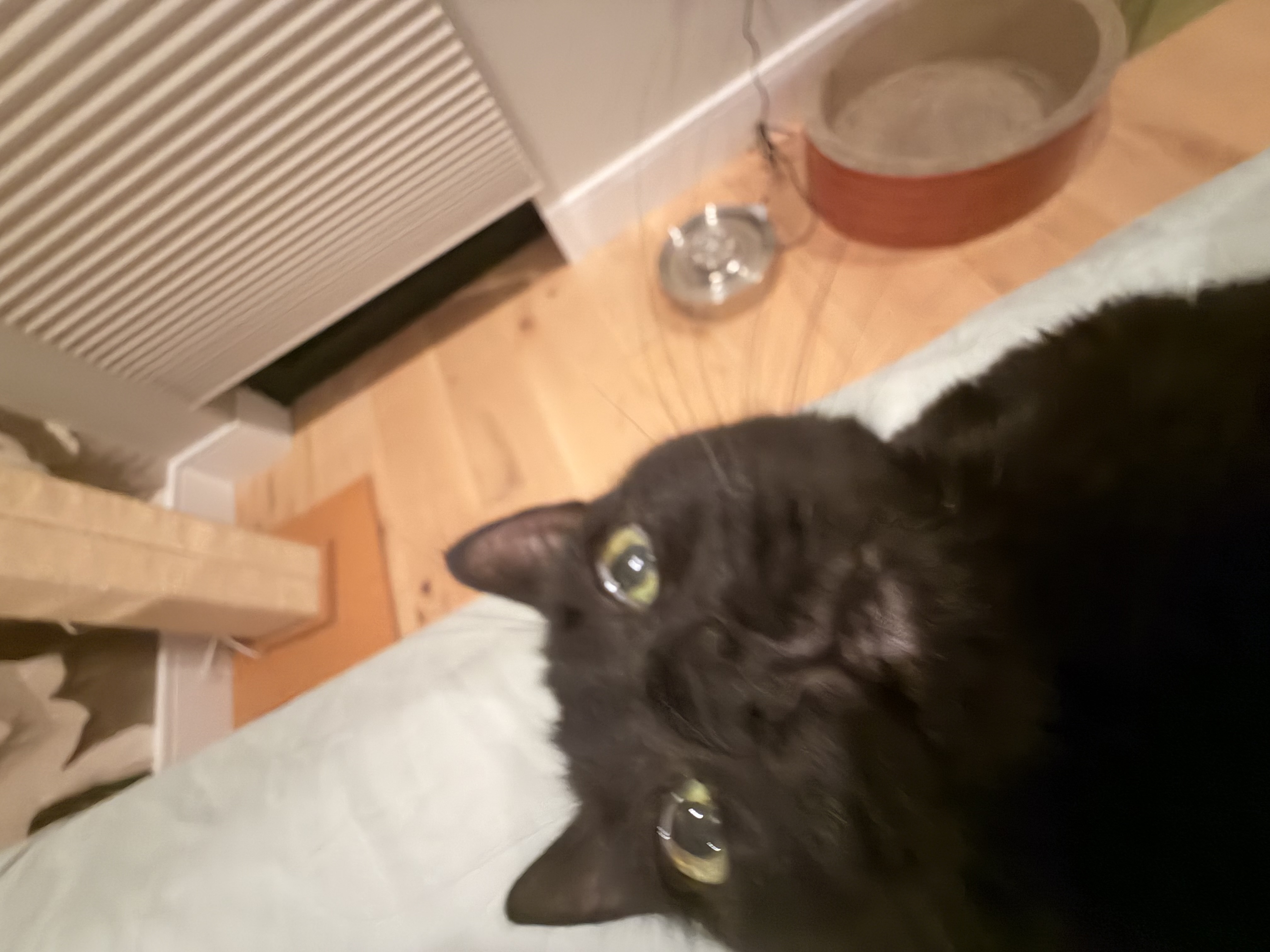 IMG_6622.jpeg
