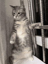 IMG_6889.gif