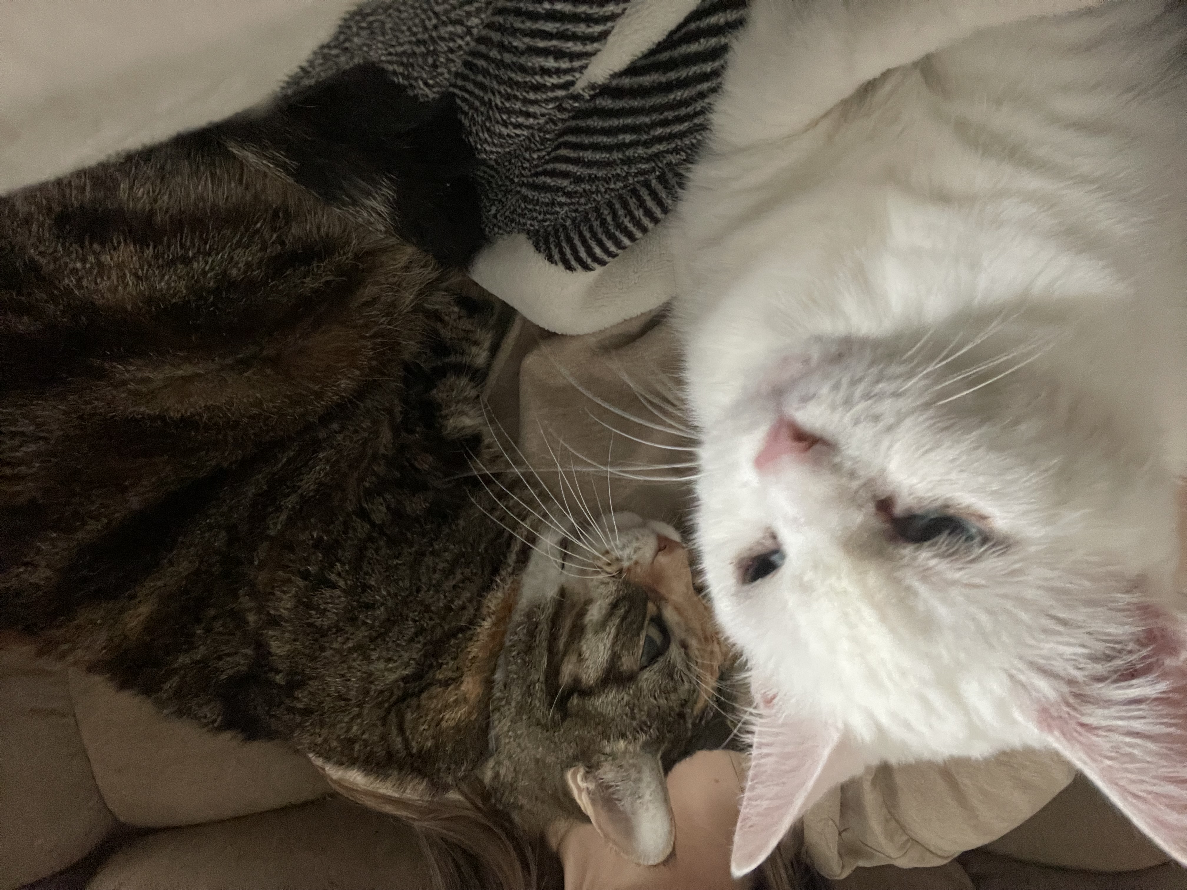 IMG_8060.jpeg