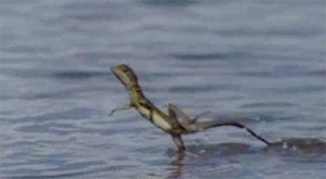 IMG_8197.gif