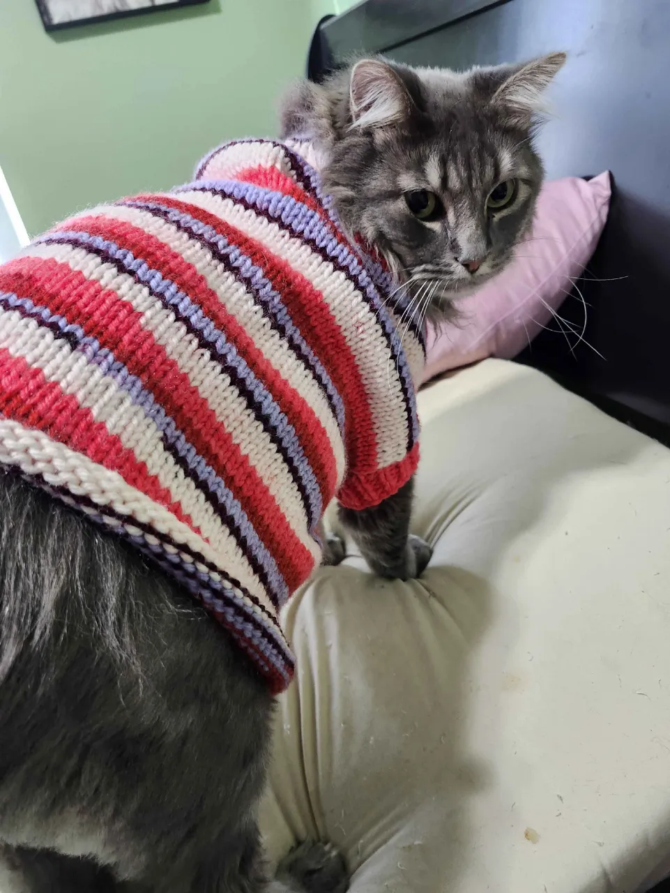 Jojo in sweater 2.webp