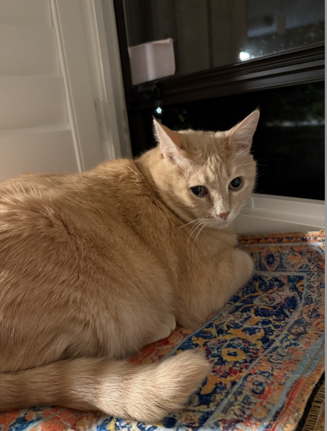 Jude in window.jpg