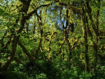 jungle vines (Mobile).jpg