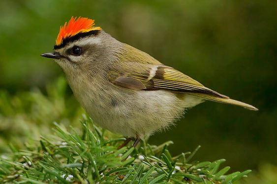kinglet.JPG