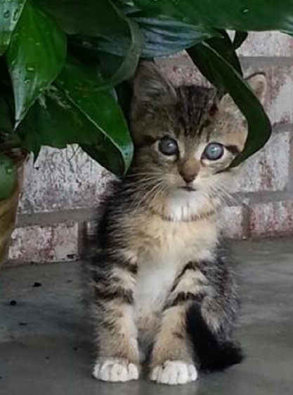 kitty.jpg