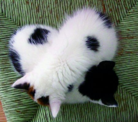 kitty love.jpg