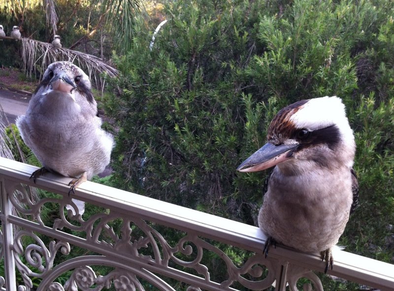 kookaburras 2.jpg