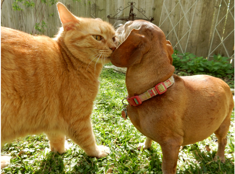 LD and Lucy 2022-04-06 in backyard.png