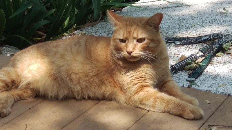 LD back deck 2020-05-08.jpg