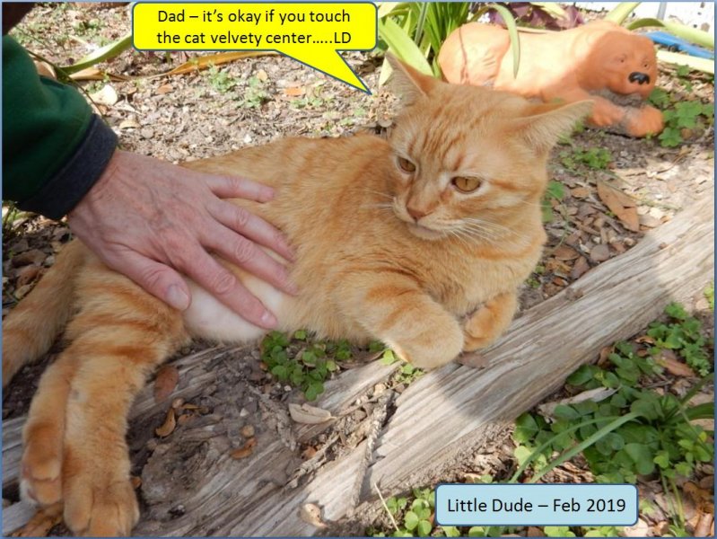 LD getting tummy rub 02-26-2019c.jpg