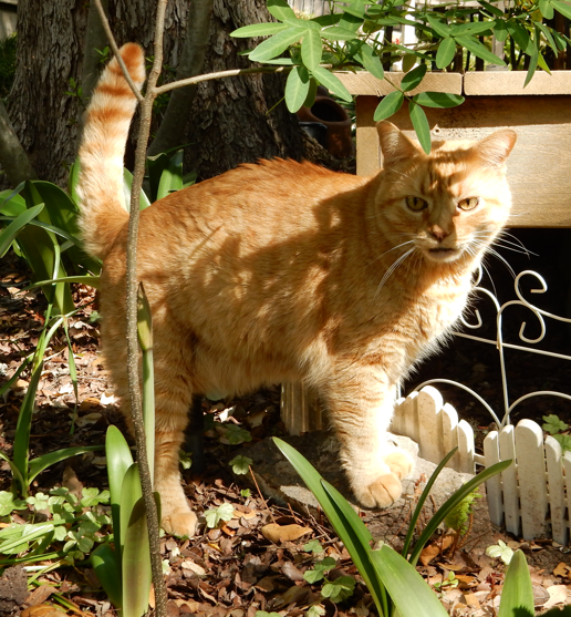 LD in the garden 2022-04-06.png